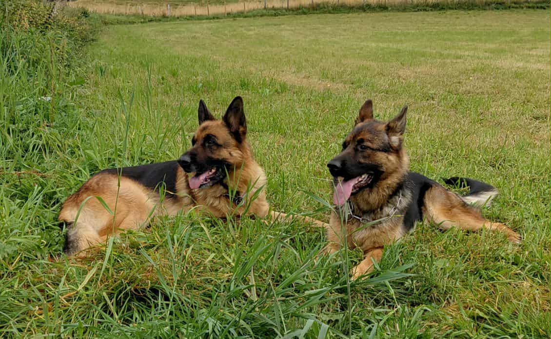Hund på Kennel Stugguhaugen
